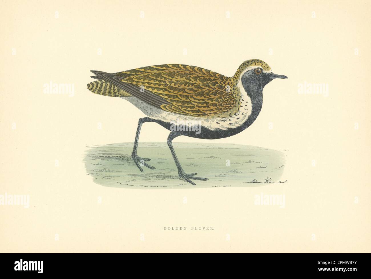 Innamorato d'oro. Morris's British Birds. Stampa a colori antica 1903 Foto Stock