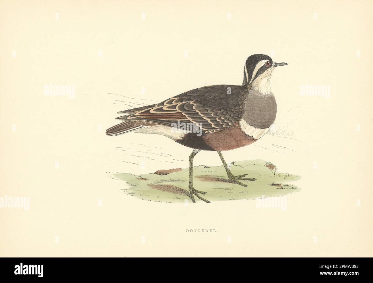 Dotterel. Morris's British Birds. Stampa a colori antica 1903 anni Foto Stock
