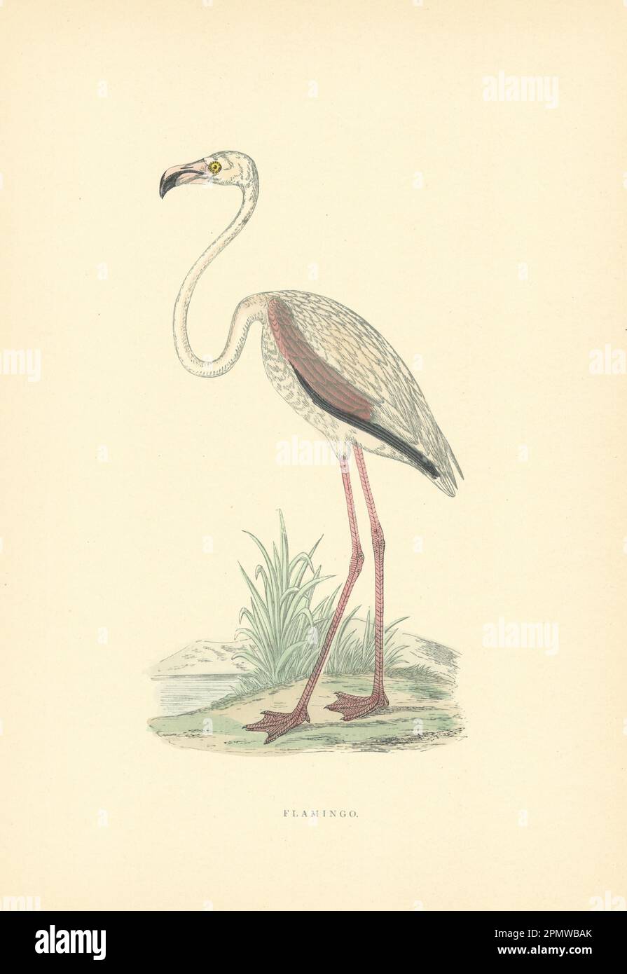 Flamingo. Morris's British Birds. Stampa a colori antica 1903 anni Foto Stock