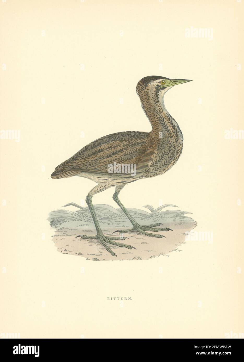 Bittern. Morris's British Birds. Stampa a colori antica 1903 anni Foto Stock