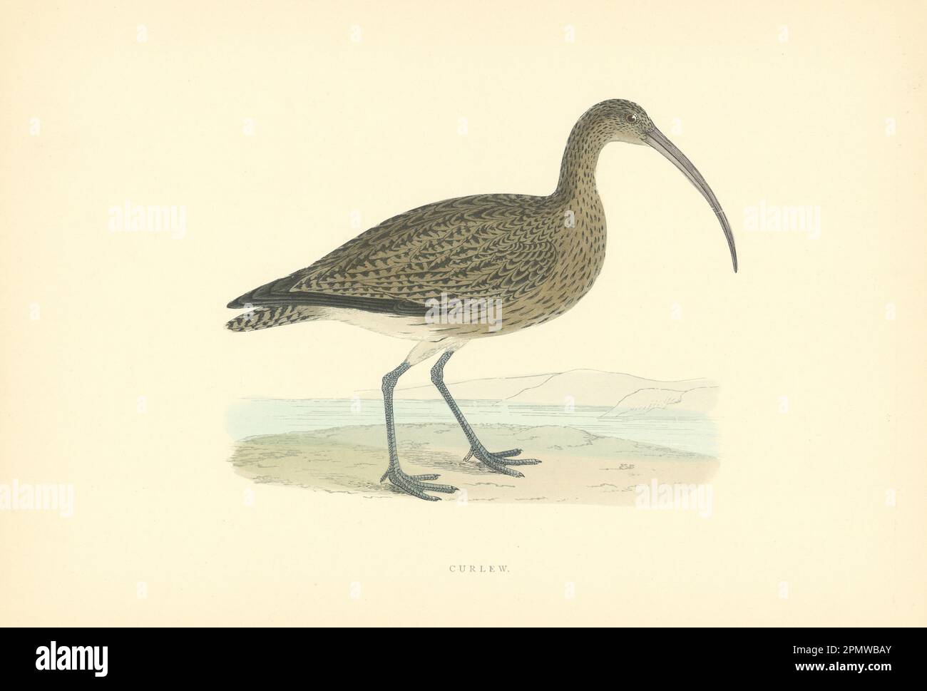 Arricciamento. Morris's British Birds. Stampa a colori antica 1903 anni Foto Stock