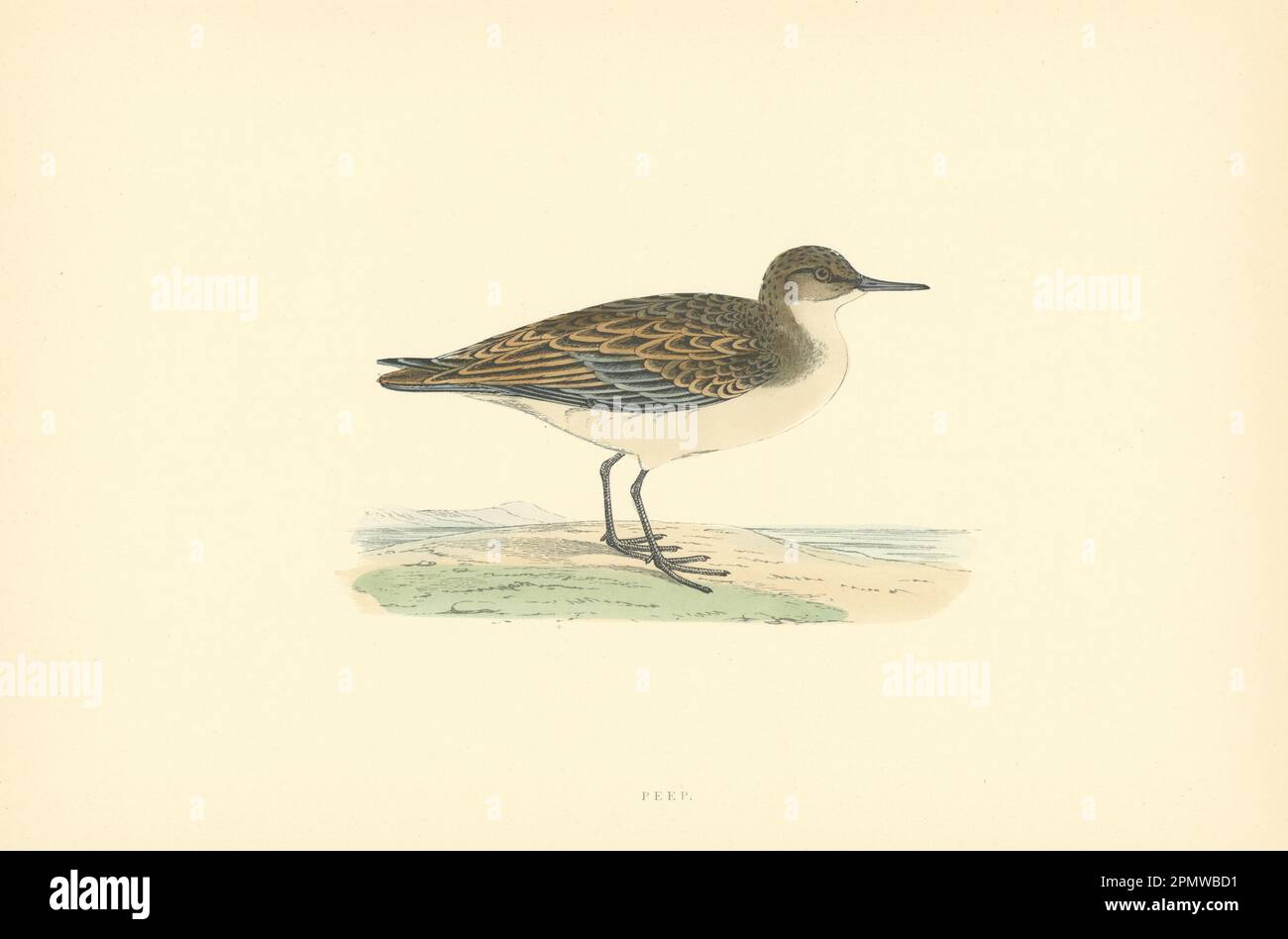 PEEP. Morris's British Birds. Stampa a colori antica 1903 anni Foto Stock