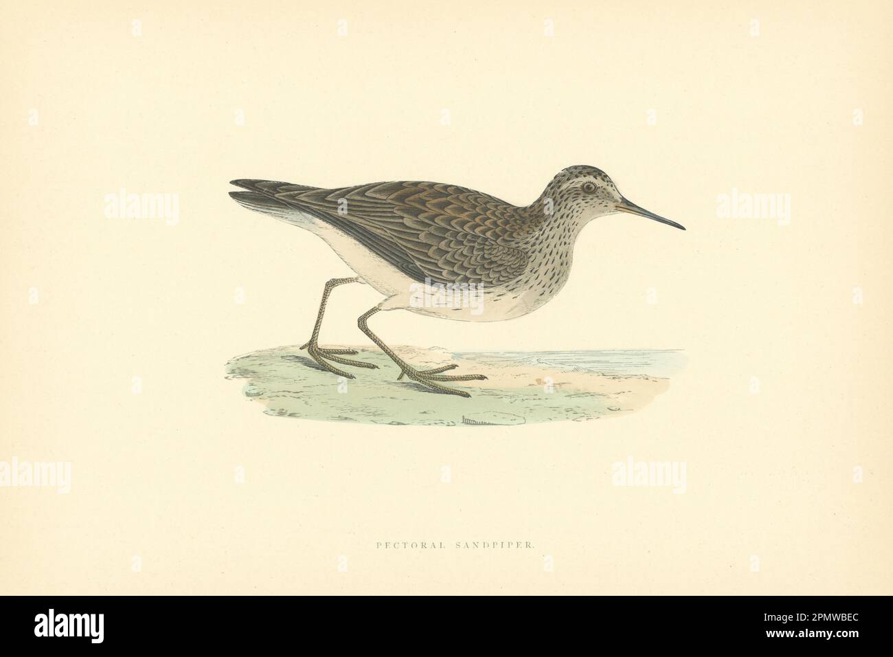 Sandpiper pettorale. Morris's British Birds. Stampa a colori antica 1903 Foto Stock