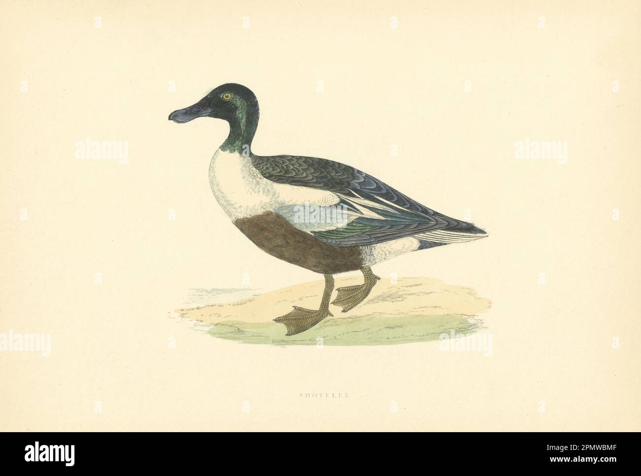 Pala. Morris's British Birds. Stampa a colori antica 1903 anni Foto Stock