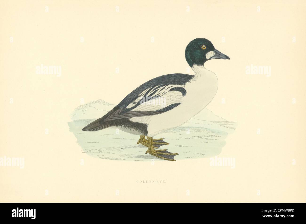 Occhio d'oro. Morris's British Birds. Stampa a colori antica 1903 Foto Stock