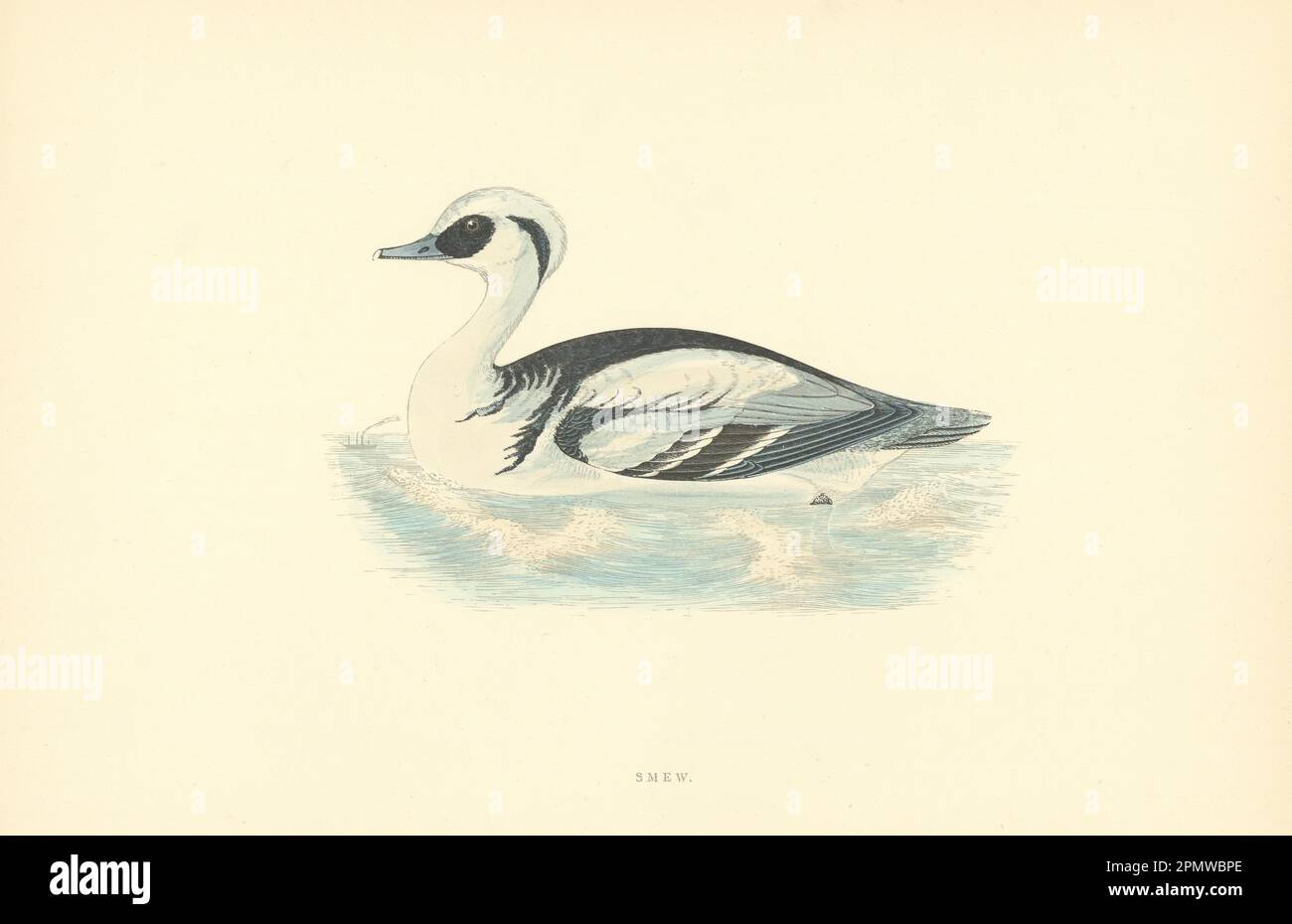 Smew. Morris's British Birds. Stampa a colori antica 1903 anni Foto Stock