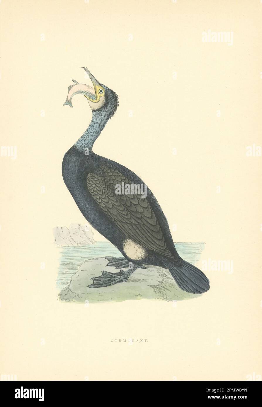 Cormorano. Morris's British Birds. Stampa a colori antica 1903 anni Foto Stock
