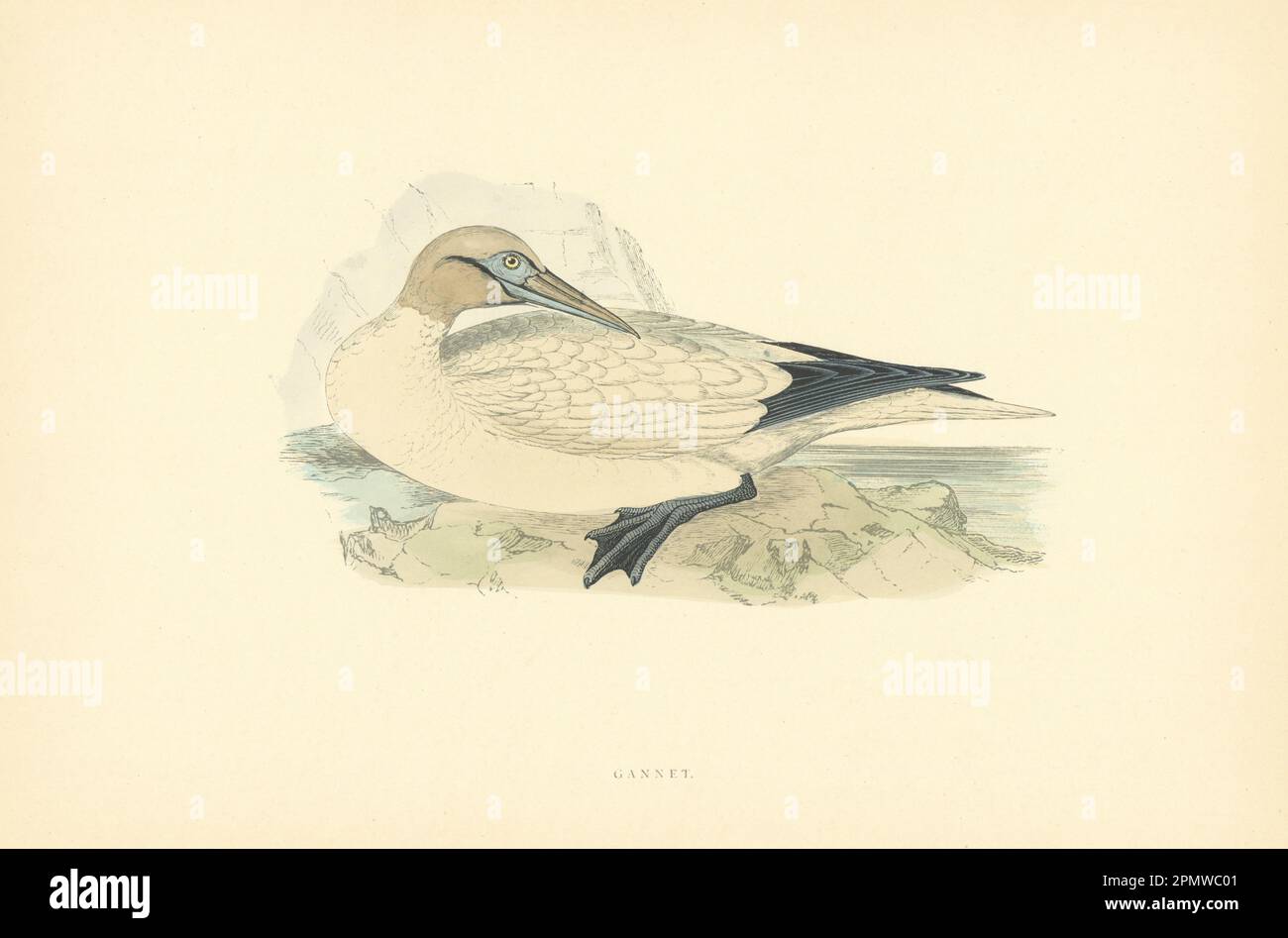Gannet. Morris's British Birds. Stampa a colori antica 1903 anni Foto Stock