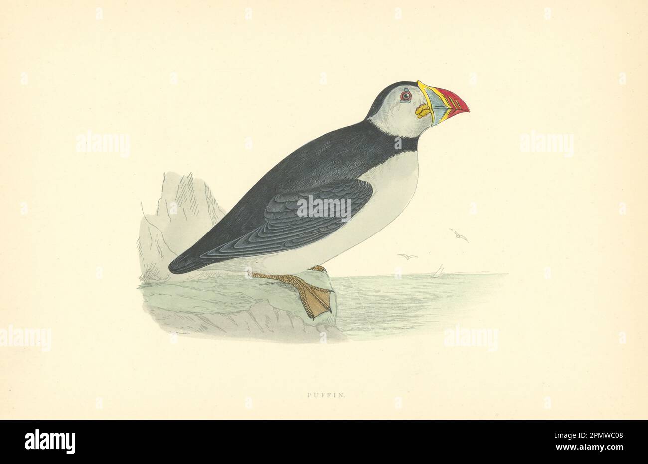 Puffin. Morris's British Birds. Stampa a colori antica 1903 anni Foto Stock