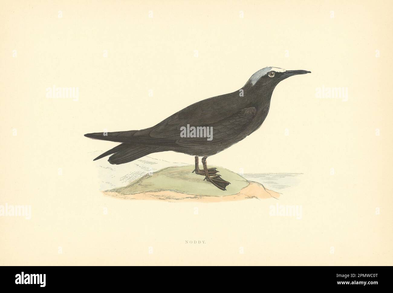 Noddy. Morris's British Birds. Stampa a colori antica 1903 anni Foto Stock