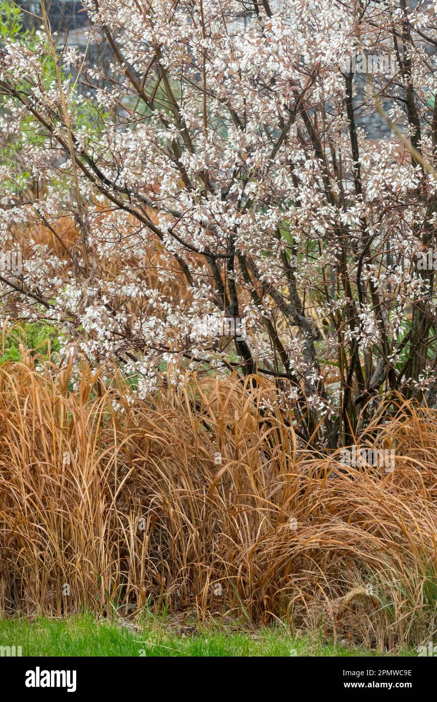 Arbusti fioriti, Anelanchier lamarckii giugno arbusto giardino di bacche Foto Stock