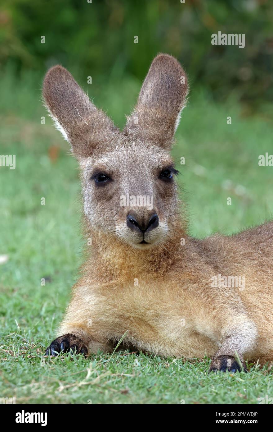 Canguro grigio orientale (Macropus giganteus) primo piano della testa giovanile North Stradbroke Island, Queensland, Australia Marzo Foto Stock