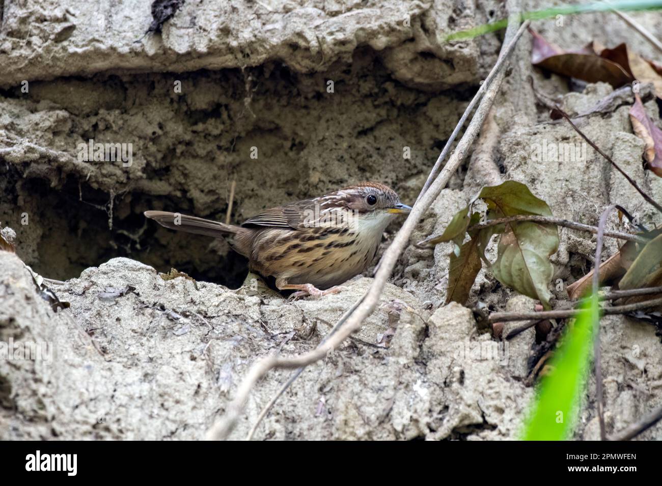 Puff-throated babbler o spotted babbler (Pellorneum ruficeps) osservato in Rongtong nel Bengala occidentale, India Foto Stock