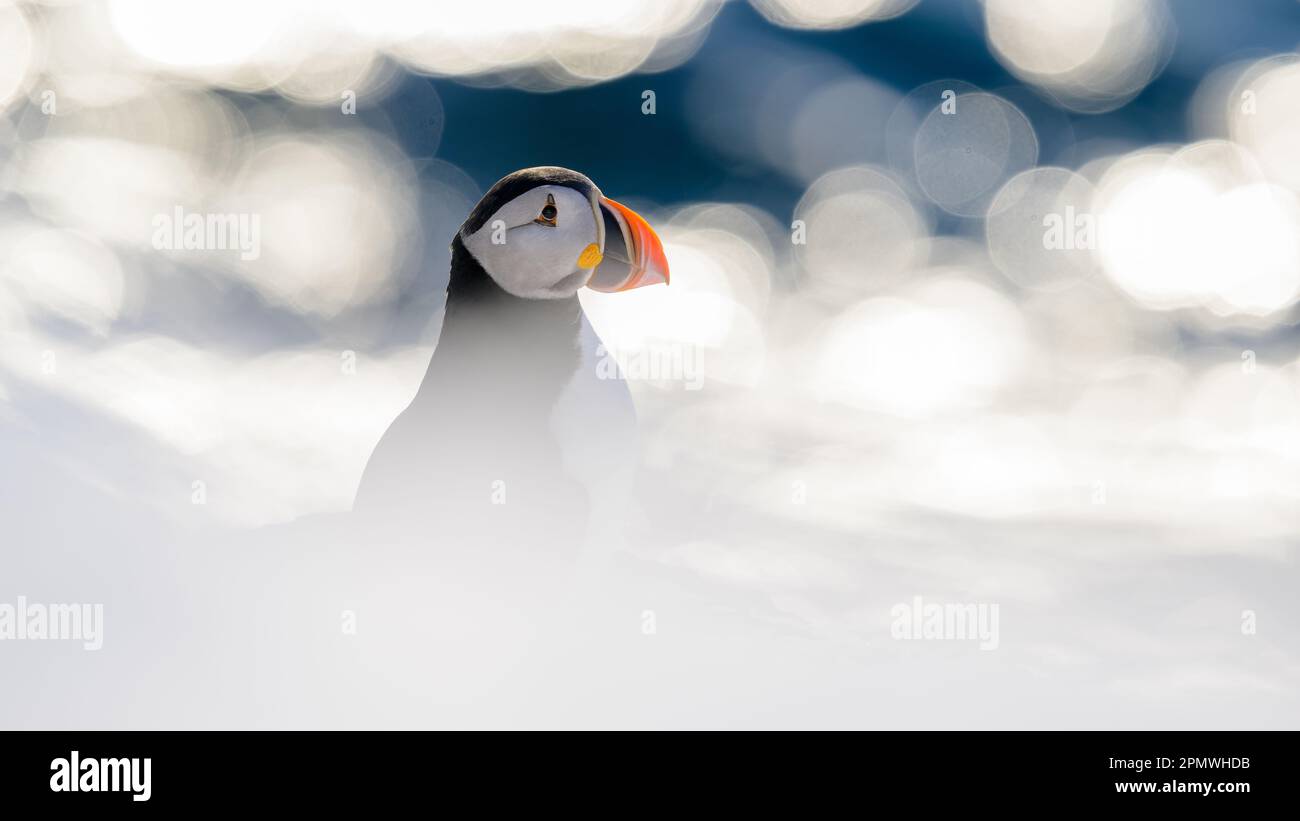 Puffin Atlantico (Fratercula artica) nella neve all'isola di Hornøya, Norvegia Foto Stock