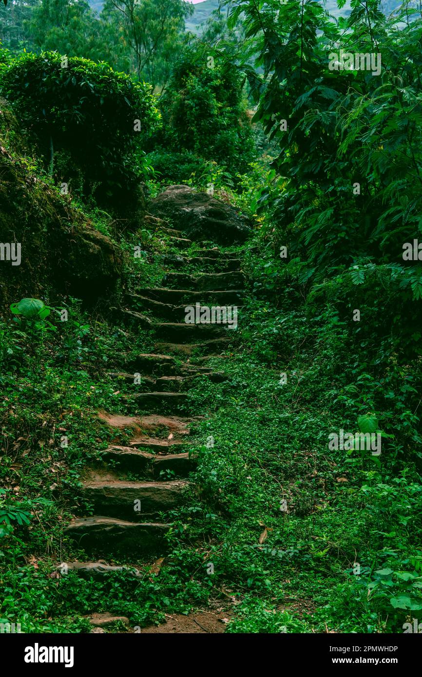 Alberi di foresta di mangrovie formano un arco. Guardando verso gli alberi ben illuminati e il canale dal lato più scuro della foresta. una radice con un arco Foto Stock