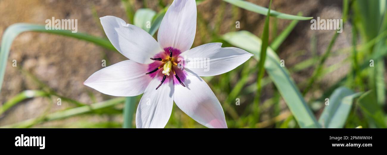 Beautifull bianco piccolo bianco pioggia giglio fiore Habranthus robusta in piena fioritura Foto Stock