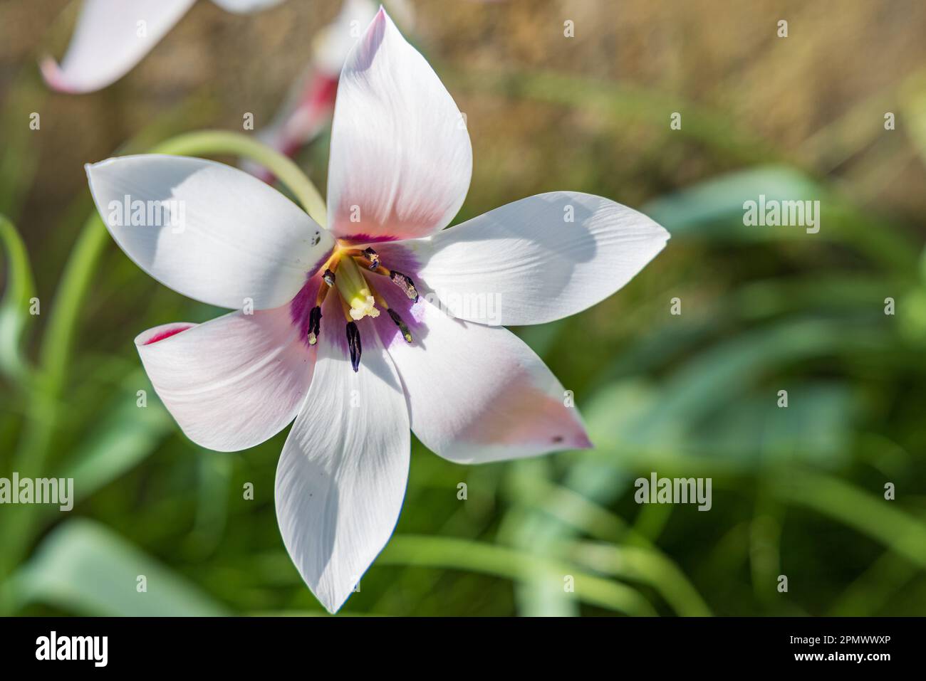 Beautifull bianco piccolo bianco pioggia giglio fiore Habranthus robusta in piena fioritura Foto Stock