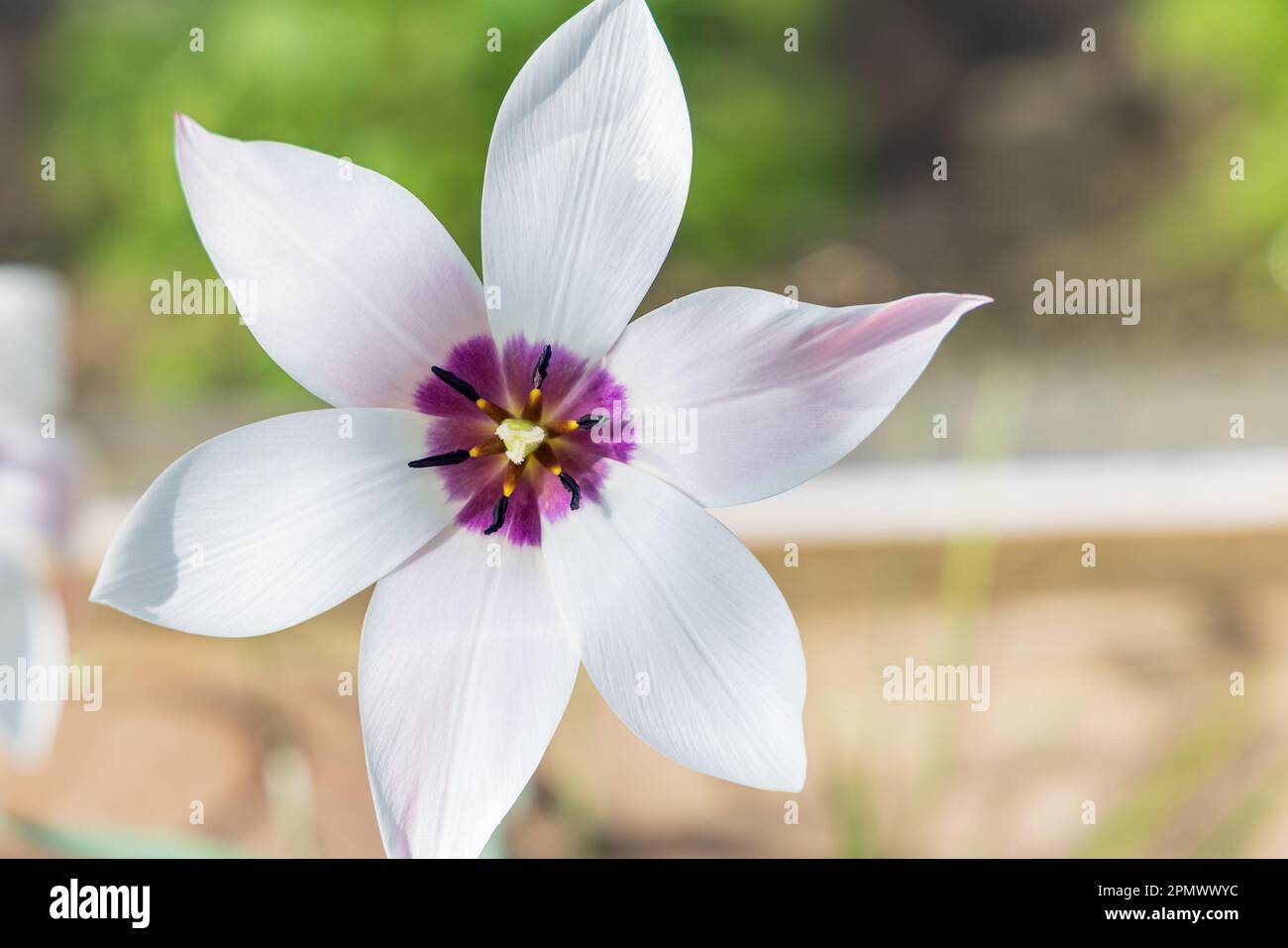 Beautifull bianco piccolo bianco pioggia giglio fiore Habranthus robusta in piena fioritura Foto Stock