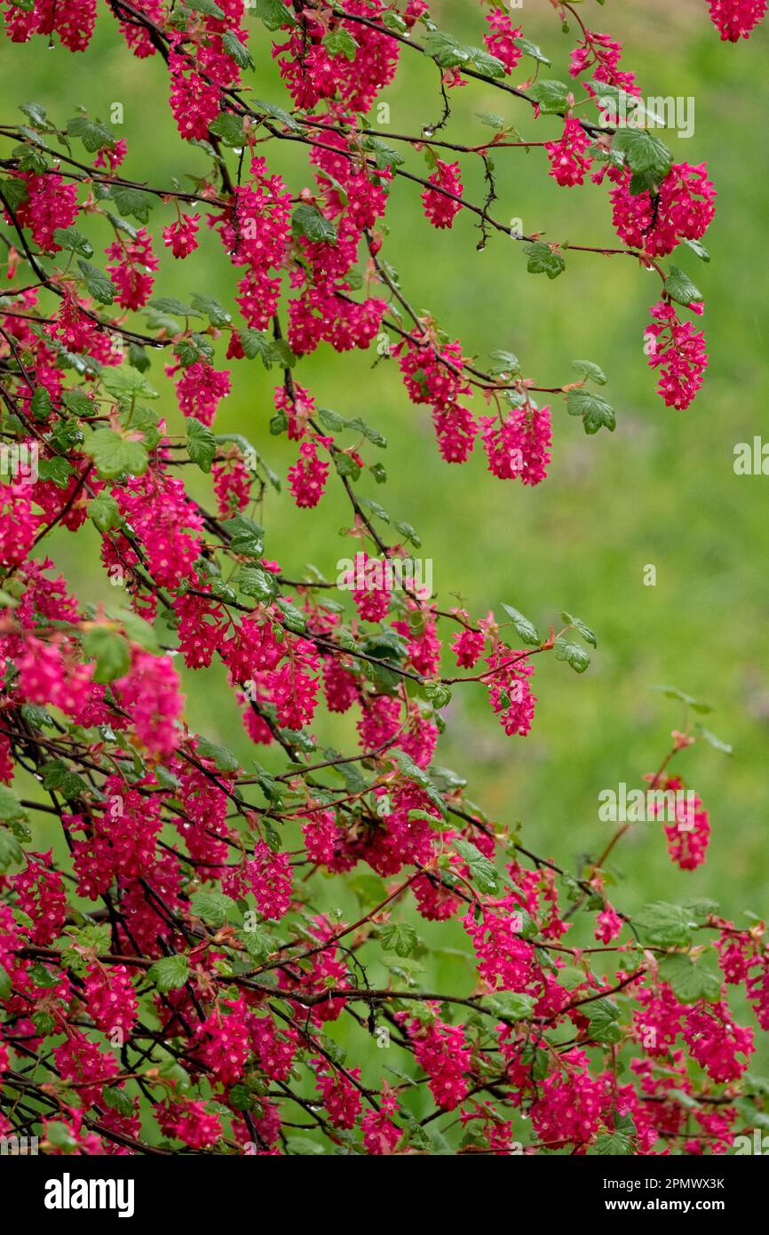 Fioritura, arbusto, Ribes sanguineum, ribes sanguineum 'Koja' Foto Stock