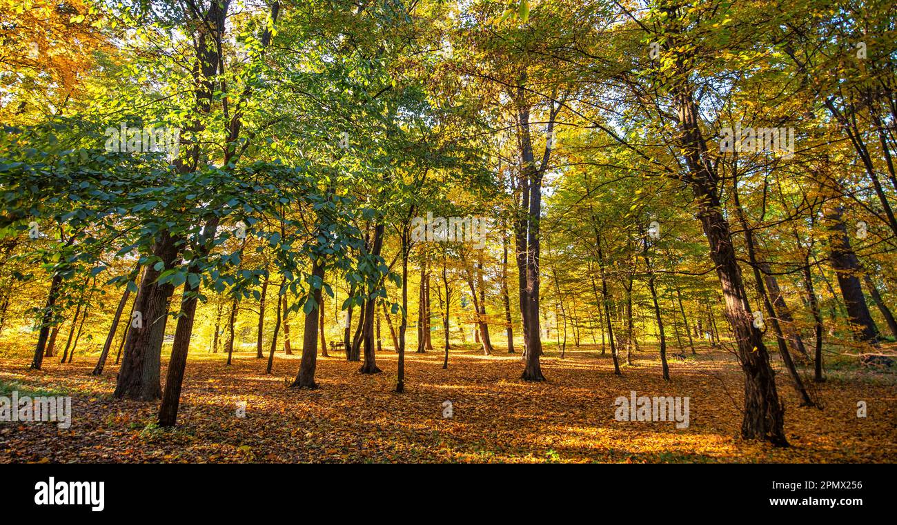 Una vista mozzafiato di una foresta nella sua gloria autunnale, con foglie di ricche sfumature dorate che coprono il terreno Foto Stock