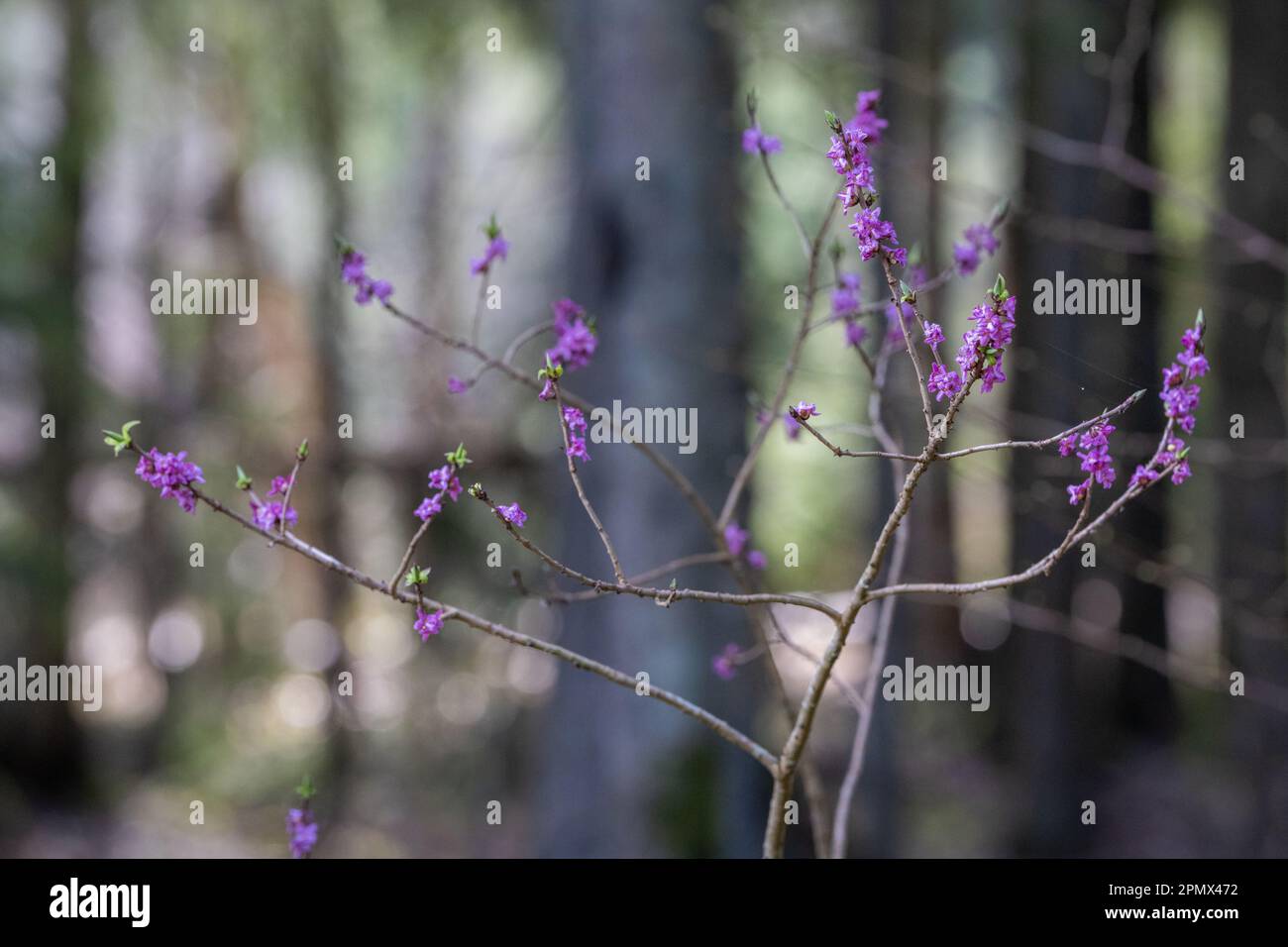 Daphne mezereum in fiore in primavera. Comunemente noto come mezereum, mezereon, daphne febbraio, alloro spurge o oliva spurge. Messa a fuoco in primo piano. Foto Stock