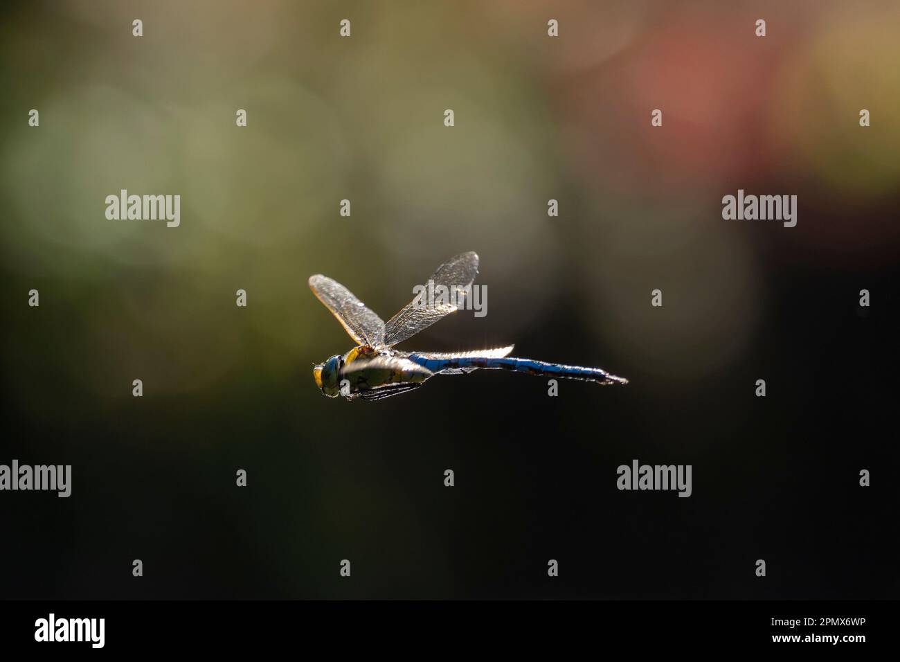 Libellula in volo con uno sfondo bellissimo Foto Stock