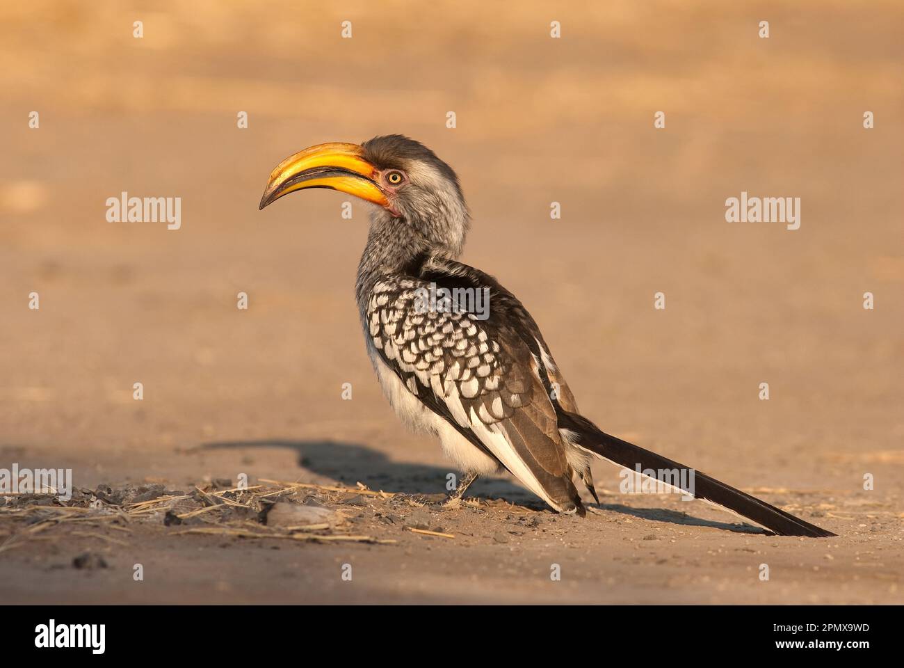 Ornbilla di colore giallo meridionale (Tockus leucomelas) sulla Central Kalahari Game Reserve, Botswana Foto Stock