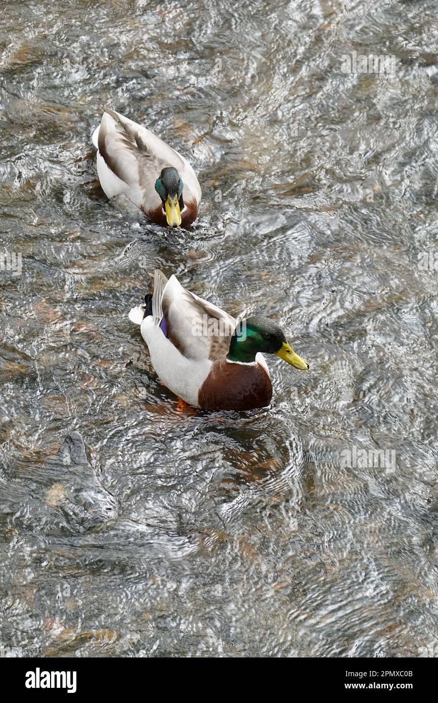 Due mallards maschili che nuotano nel fiume Sett, New Mills, Derbyshire Foto Stock