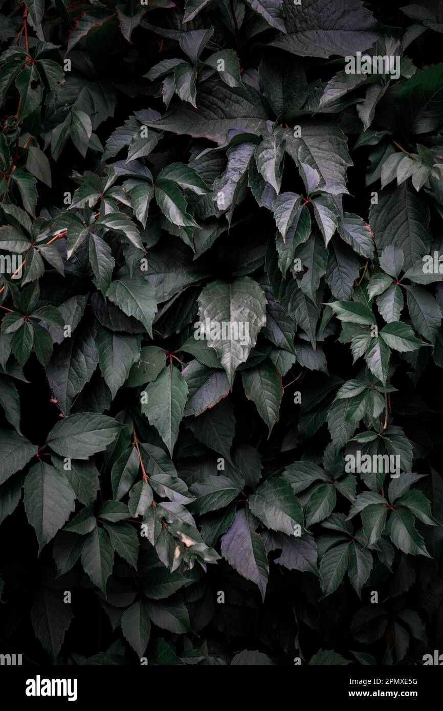 foglie di piante verdi nella natura in primavera, sfondo verde Foto Stock
