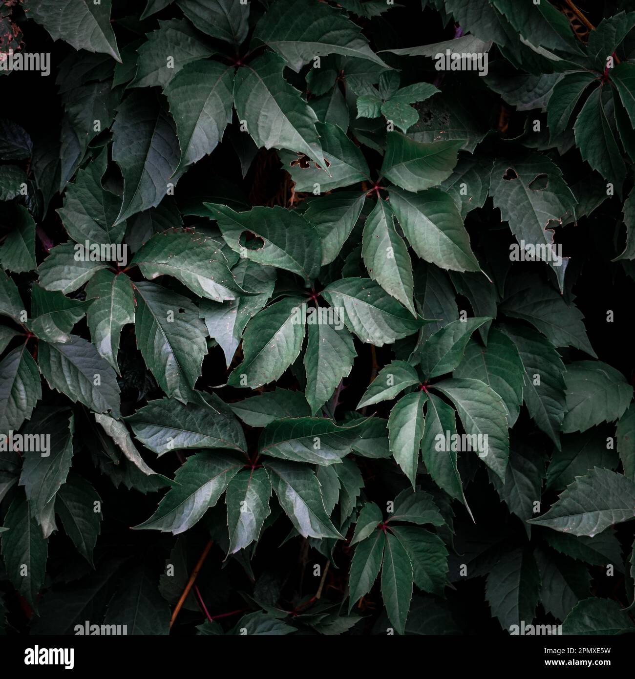 foglie di piante verdi nella natura in primavera, sfondo verde Foto Stock