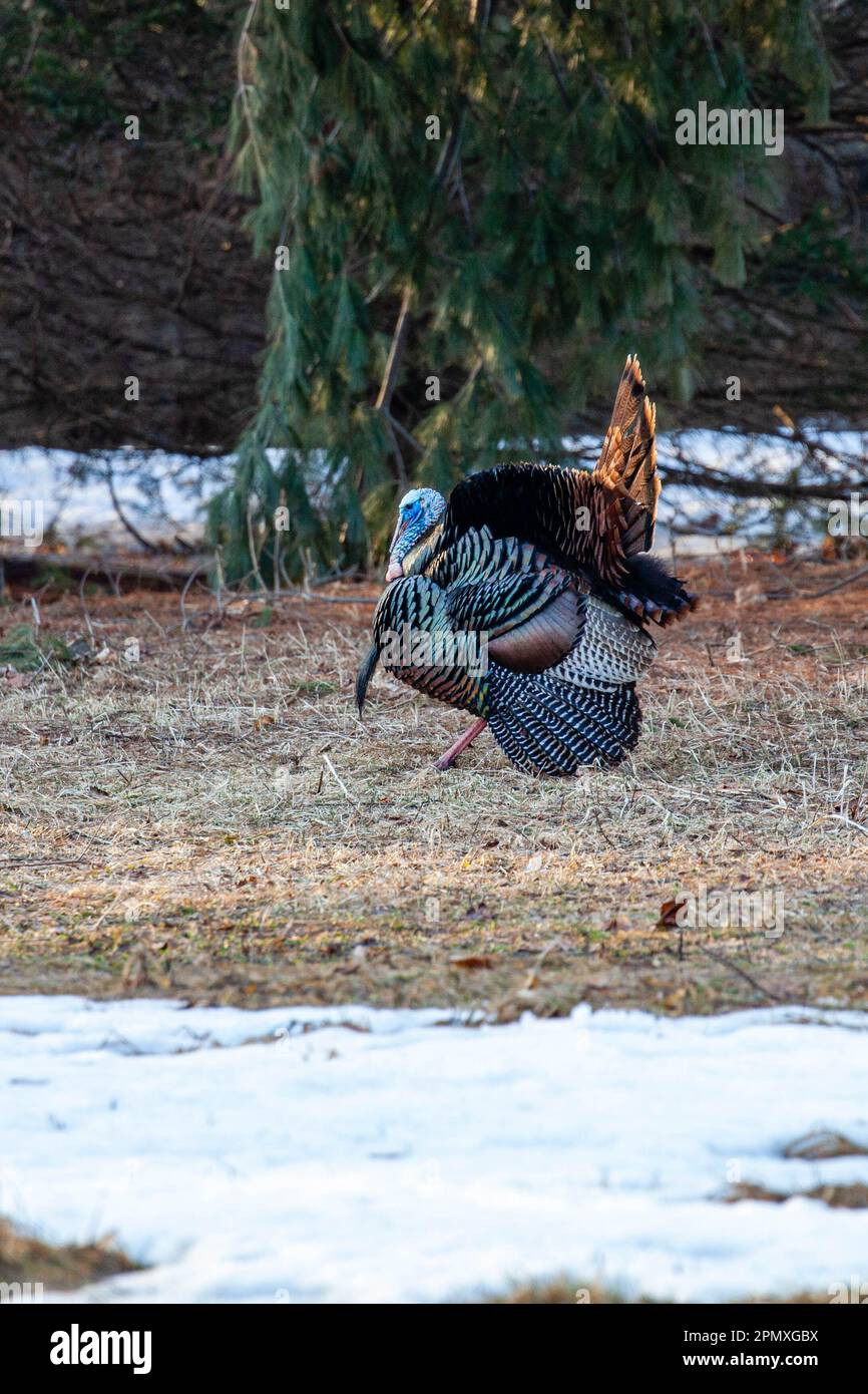 tacchino selvatico maschio orientale (Meleagris gallopavo) che mostra e strutting con piume di coda in posizione ventaglio, verticale Foto Stock