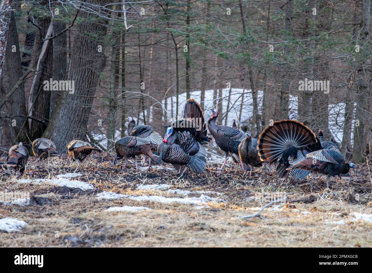 Due tacchini orientali selvatici maschi (Meleagris gallopavo) che espongono e si strutgono davanti alle galline, orizzontali Foto Stock