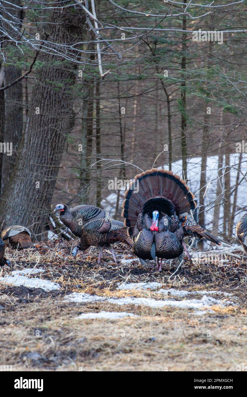 tacchino orientale selvatico maschile (Meleagris gallopavo) che espone e si strutta davanti alle galline, verticale Foto Stock