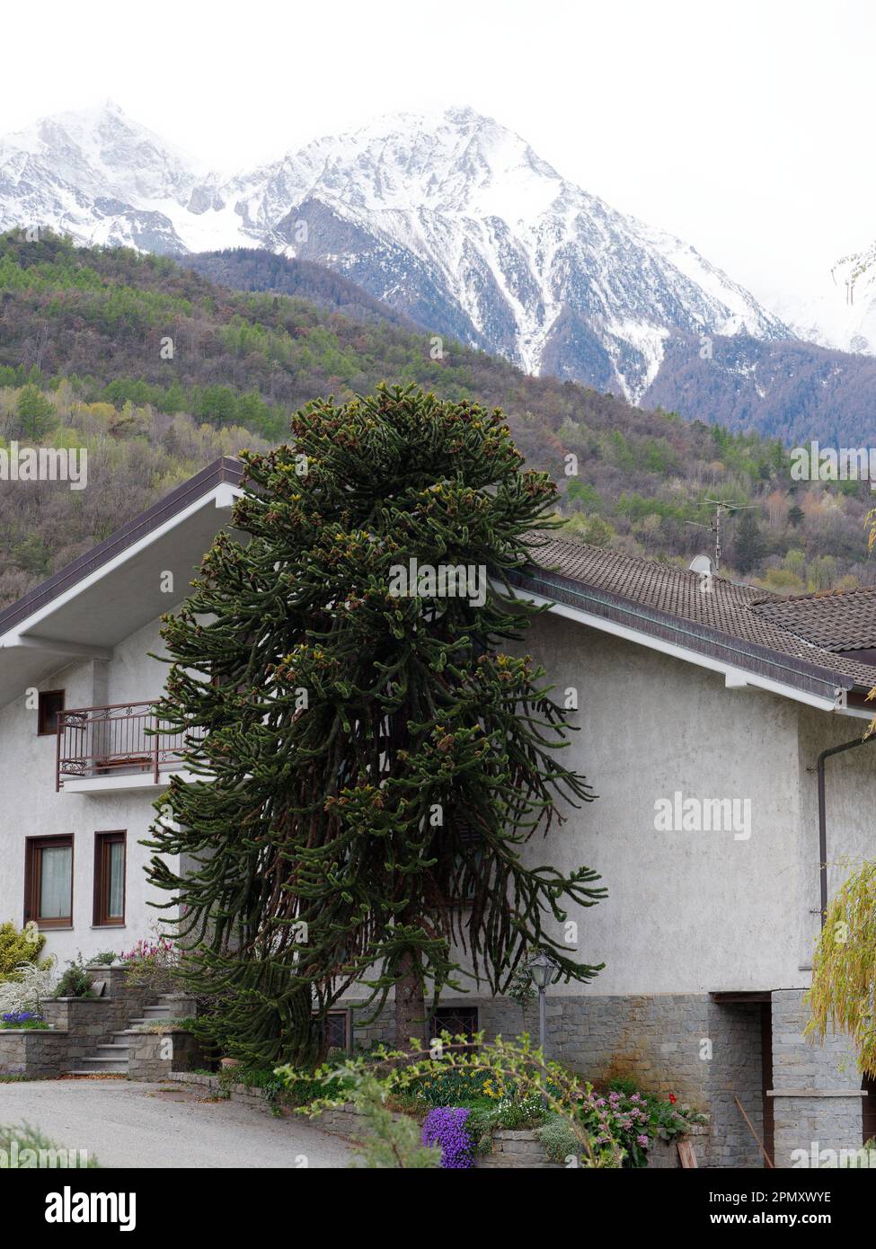 Albero dalla forma insolita accanto a una casa a Fenis, in Valle d'Aosta. Montagna innevata alle spalle Foto Stock