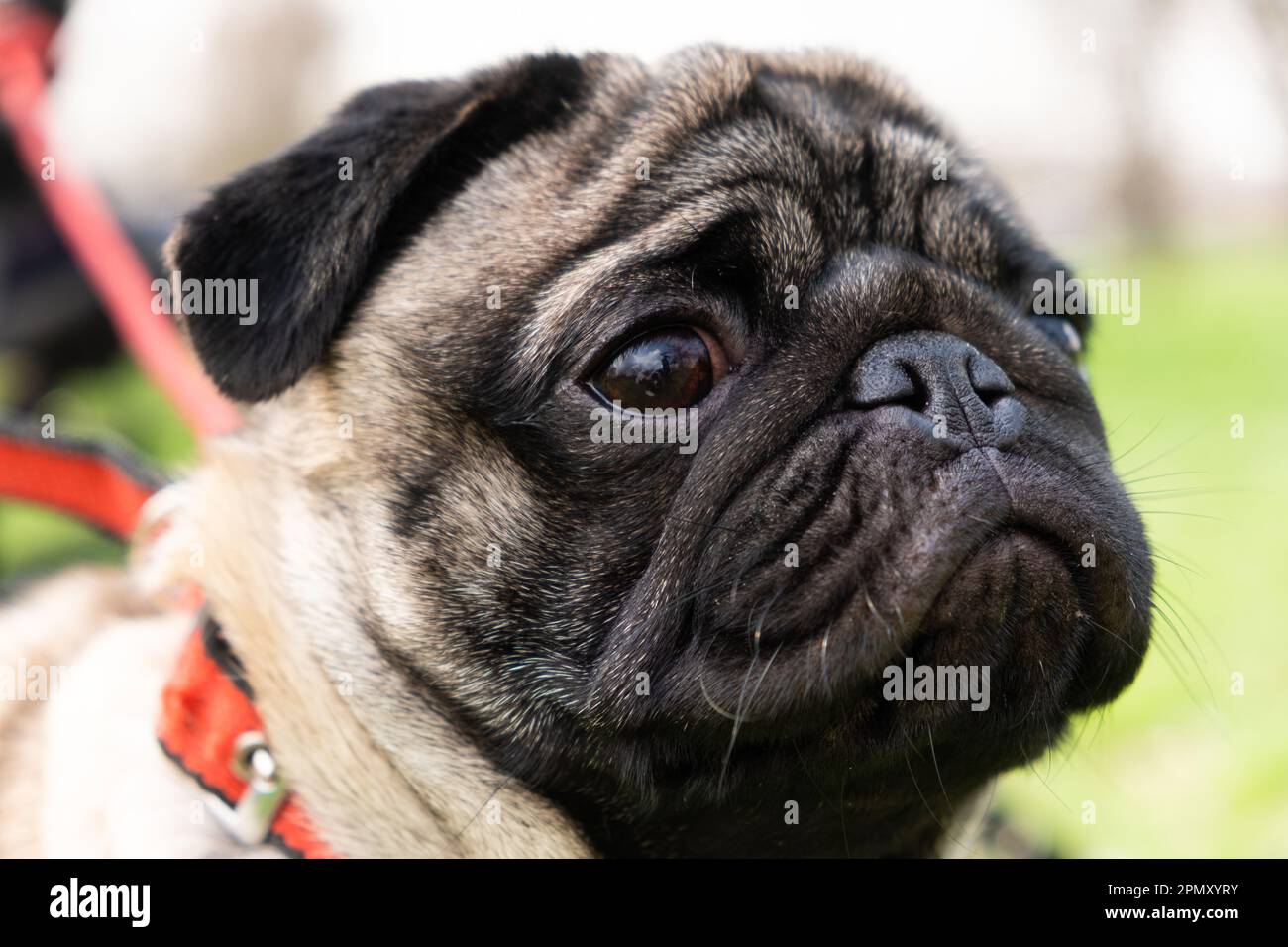 Ritratto di un carino pug di un anno con un colletto intorno al collo durante una passeggiata nel parco Foto Stock
