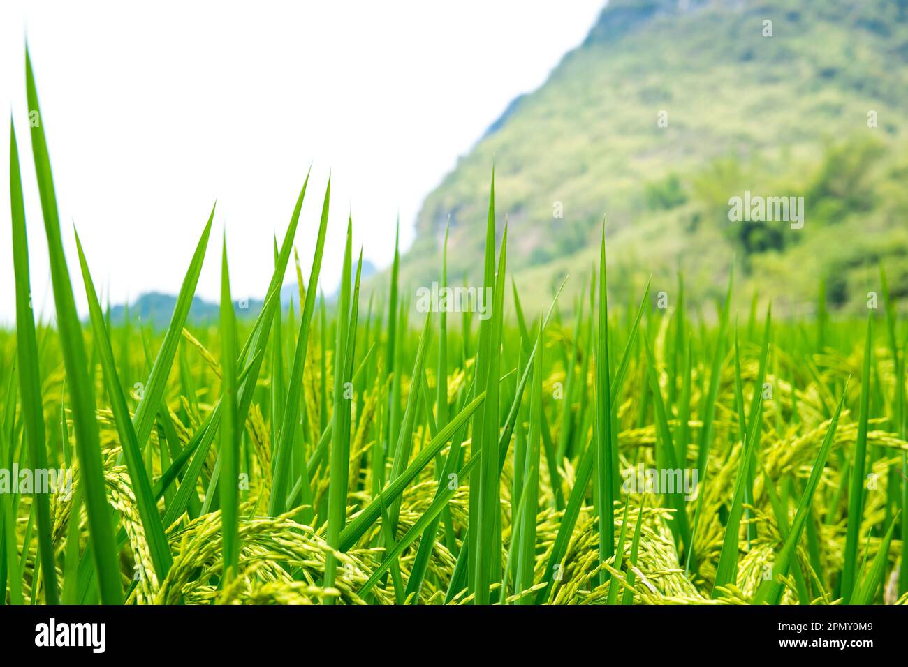 Una foto ravvicinata di erba in un prato situato in un'area vicino a Yangshuo, Cina. Foto Stock