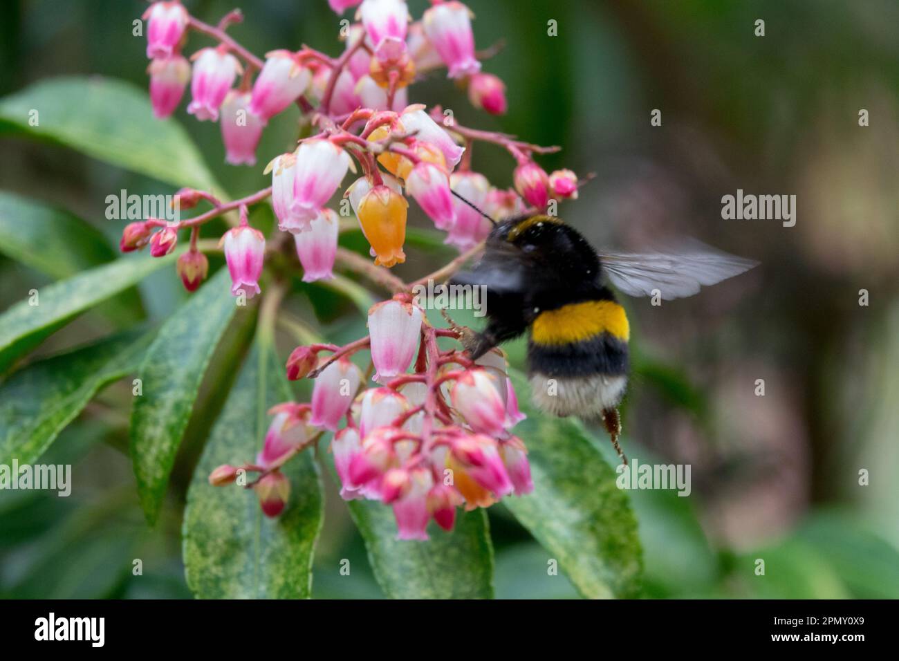 Bumblebee a coda di buff, Bombus terrestris su Pieris, Primavera, insetto, Fiore Foto Stock