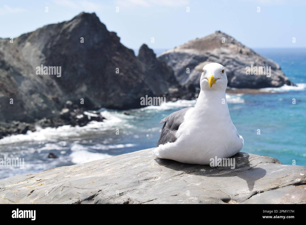 Un gabbiano è seduto su una roccia con il mare della costa occidentale visibile sullo sfondo, come visto dalla strada 1 - California, USA. Foto Stock