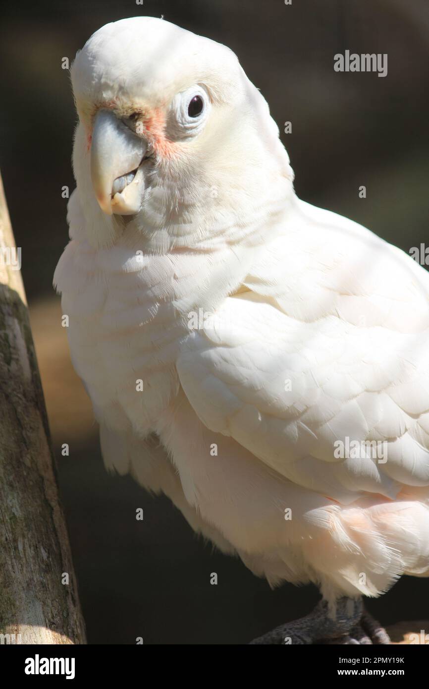 Goffinns cockatoo Foto Stock