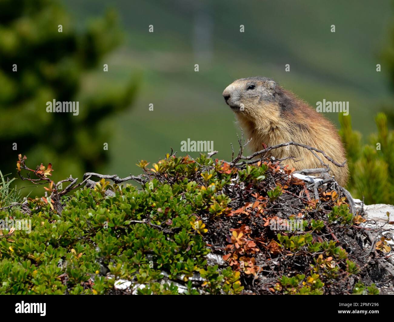 Alpine marmotta (Marmota marmota) tra la vegetazione, nelle Alpi francesi, Savoie department a La Plagne Foto Stock