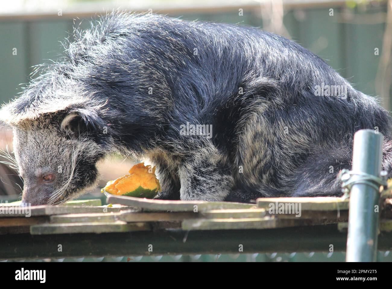 Martora della birra Foto Stock