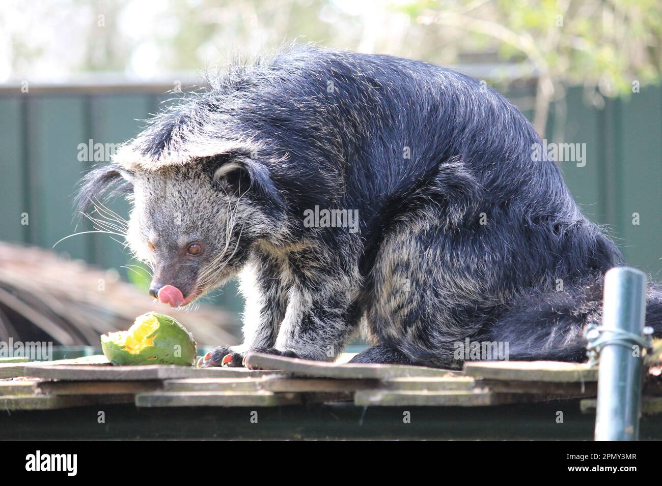 Martora della birra Foto Stock