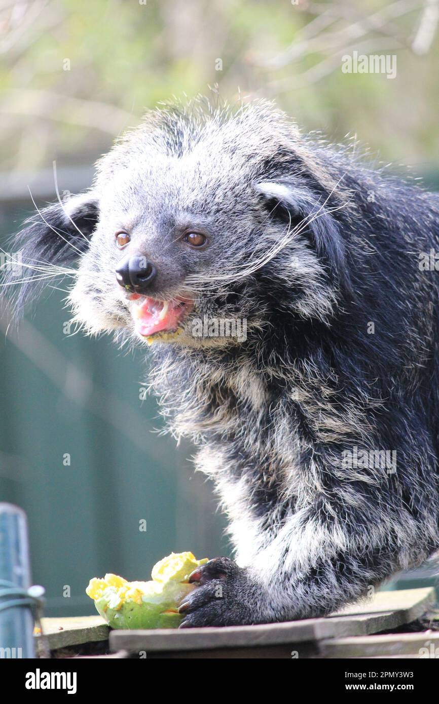 Martora della birra Foto Stock