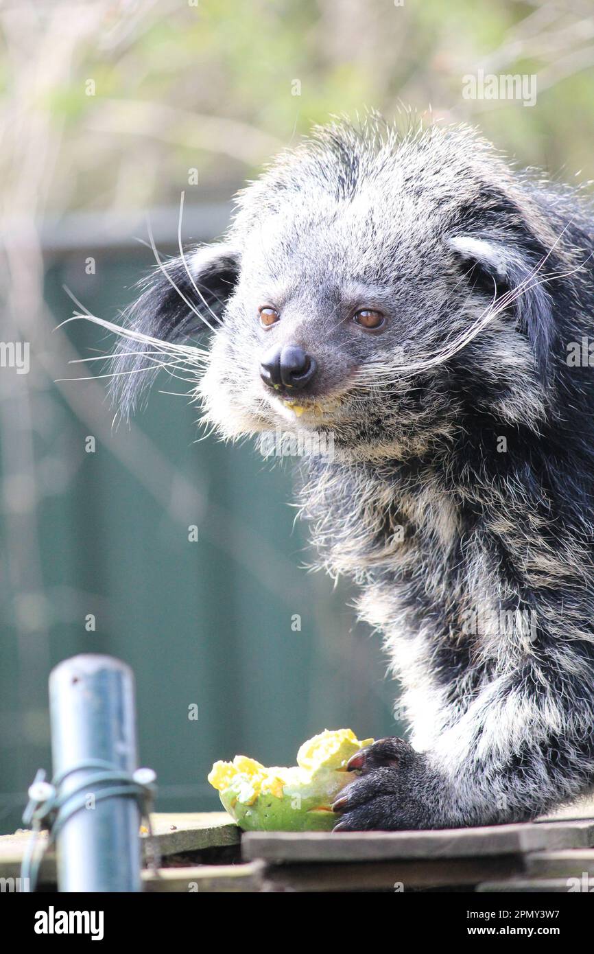 Martora della birra Foto Stock