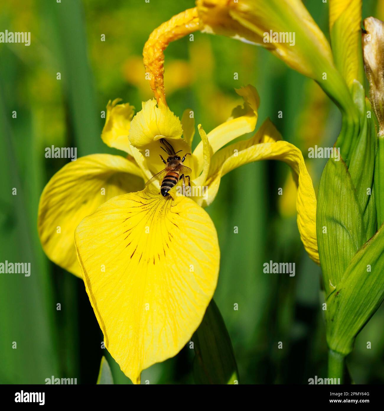 Primo piano di api mellifere (Apis) che si nutrono di Iris pseudacorus giallo Foto Stock