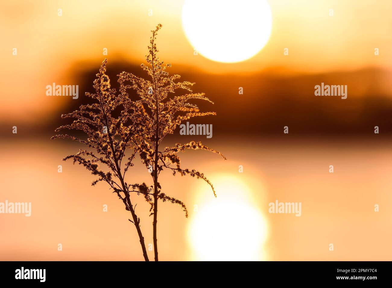 Uno splendido tramonto illumina un tranquillo paesaggio svedese di piante, rami e paglia in vivaci tonalità arancio e giallo. Foto Stock