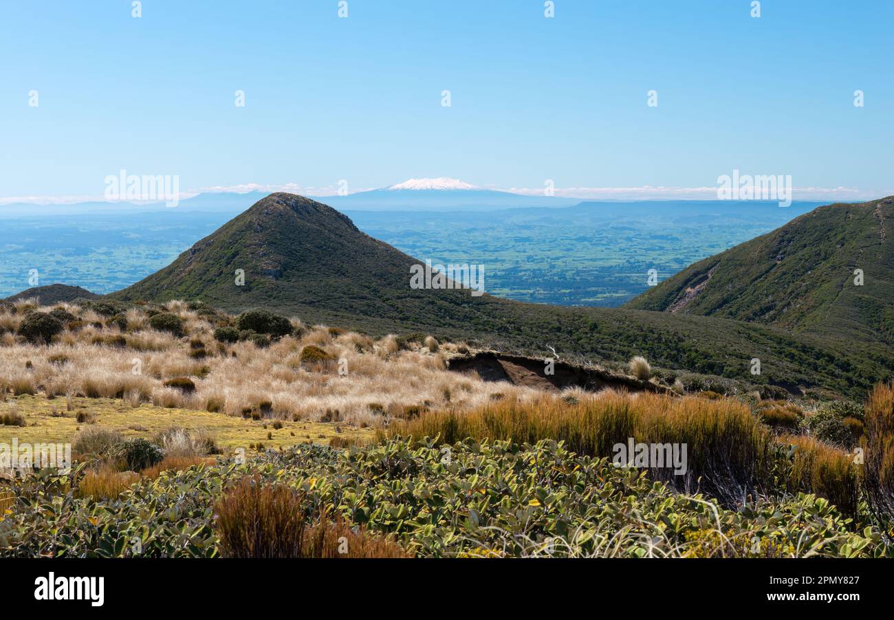 Monte Ruapehu innevato in lontananza, vista dal circuito di Pouakai al Parco Nazionale di Egmont. Taranaki. Foto Stock