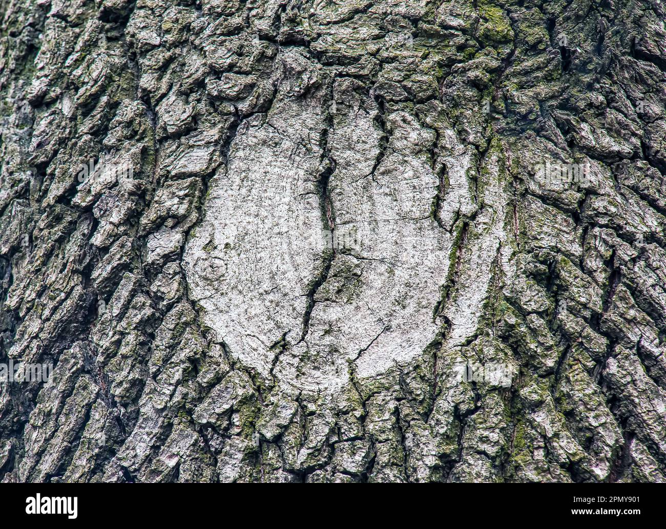 La corteccia di Acer tataricum L. Tatarian acero texture o sfondo Foto Stock