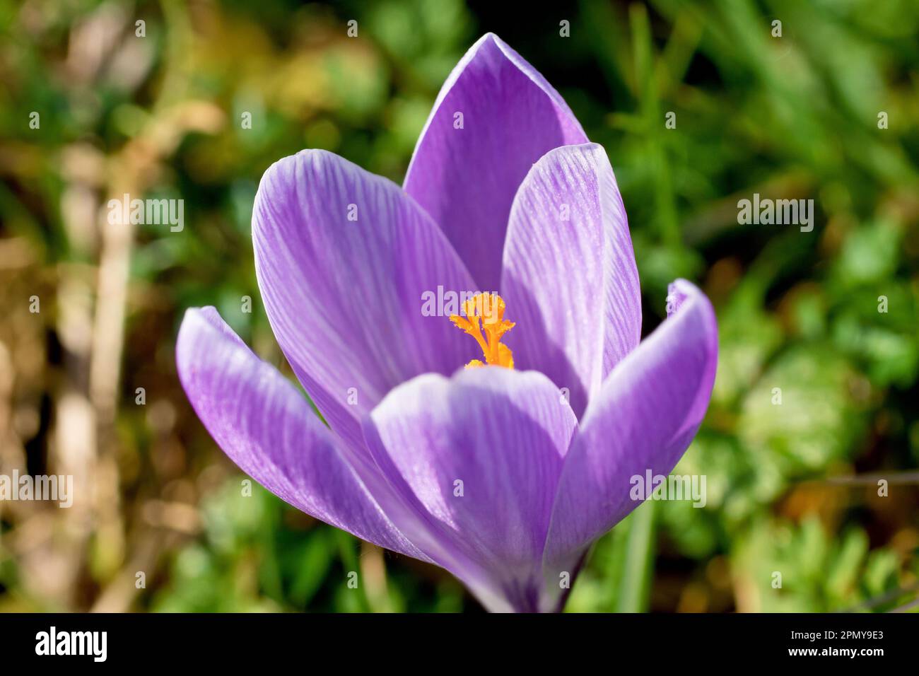 Crocus (Crocus vernus), primo piano di un unico fiore viola nel sole primaverile, isolato dallo sfondo. Foto Stock