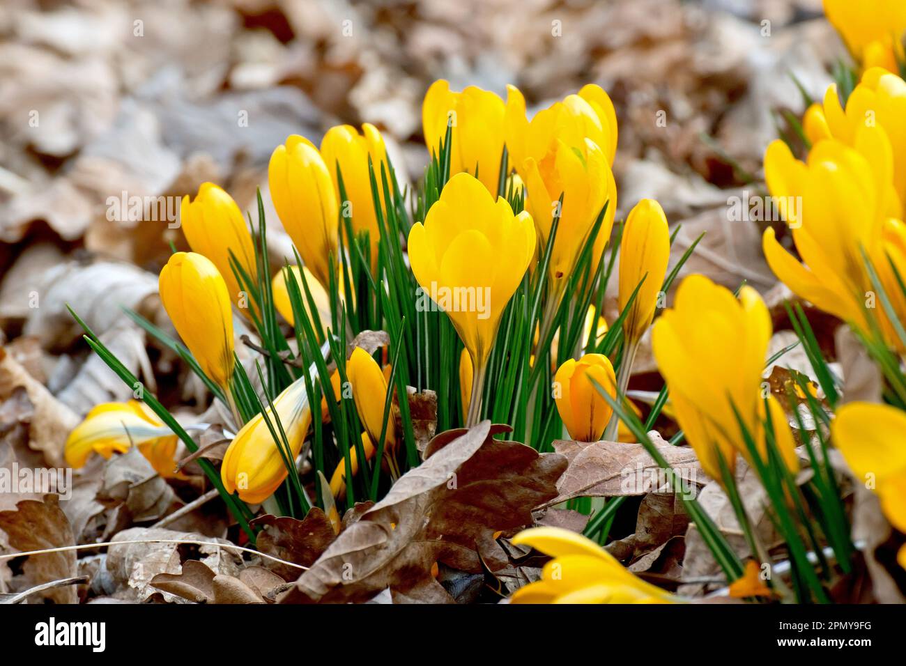 Crocus (Crocus vernus), primo piano di un grappolo di fiori gialli che esplodono attraverso la lettiera di un terreno boscoso in primavera. Foto Stock
